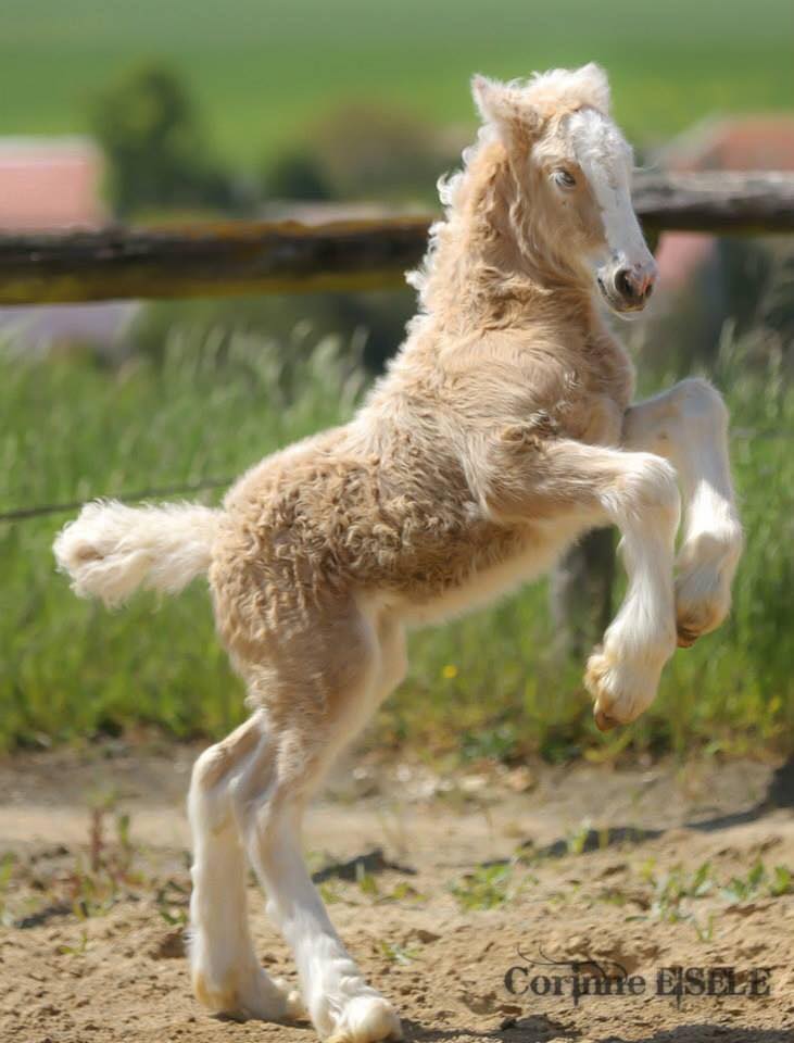 Fuzzy Wuzzy 😍 Gypsy Foal @Corinne Eisele, France